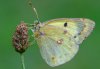 Colias hyale