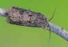 Agrotis segetum