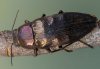 Buprestis haemorrhoidalis