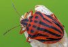 Graphosoma semipunctatum