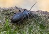 Carabus hortensis