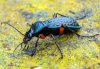 Carabus cancellatus