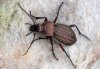 Carabus cancellatus