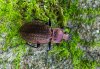 Carabus arvensis