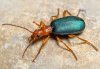 Brachinus crepitans