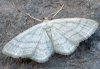 Idaea subsericeata