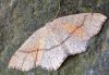 Cyclophora punctaria