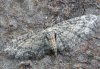 Eupithecia inturbata