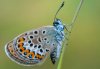 Plebejus argus