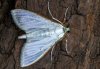 Palpita vitrealis