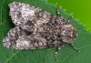 Acronicta megacephala