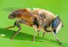 Eristalis tenax