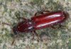 Corticeus unicolor