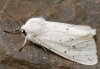 Spilosoma lubricipeda