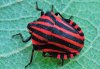 Graphosoma italicum