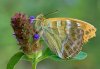 Argynnis paphia