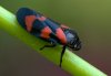 Cercopis vulnerata
