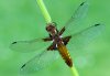 Libellula depressa