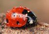 Coccinella septempunctata
