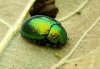 Chrysolina herbacea