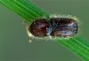 Ips typographus