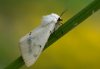 Spilosoma lutea