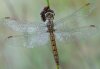 Orthetrum brunneum