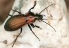 Carabus monilis