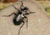 Calosoma inquisitor