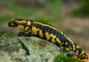 Salamandra salamandra