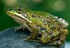 Pelophylax esculentus