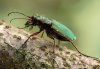 Cicindela campestris