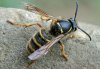Dolichovespula saxonica