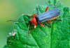 Cantharis pellucida