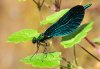 Calopteryx virgo