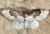 Idaea rusticata
