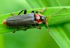 Cantharis fusca