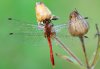 Sympetrum sanguineum
