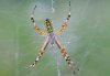Argiope bruennichi