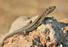 Podarcis muralis