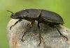 Dorcus parallelipipedus