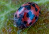 Subcoccinella vigintiquatuorpunctata