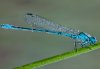 Coenagrion puella