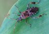 Leptoglossus occidentalis