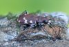 Cicindela hybrida