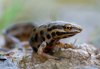 Lissotriton vulgaris