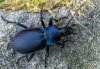 Carabus violaceus