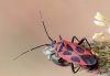 Calocoris nemoralis