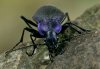 Carabus problematicus