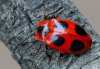 Endomychus coccineus